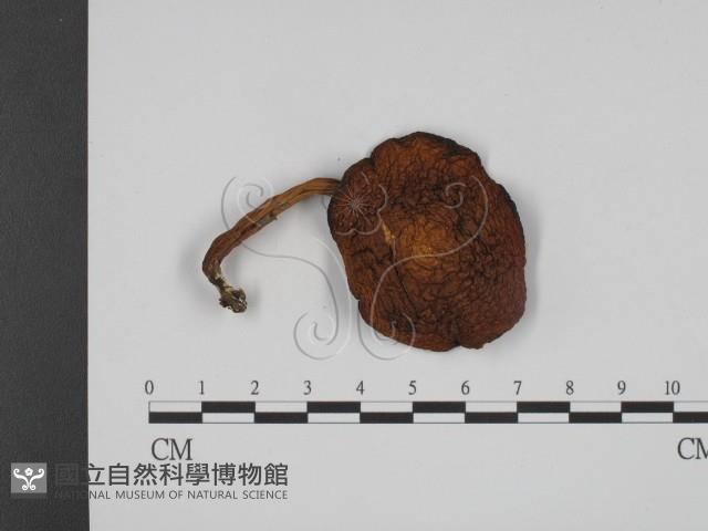 登錄號:F0013001藏品圖，第1張