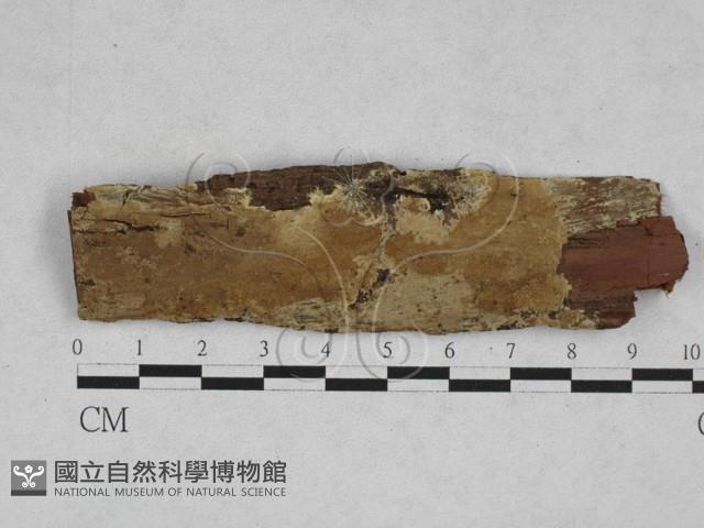 登錄號:F0028301藏品圖，第1張