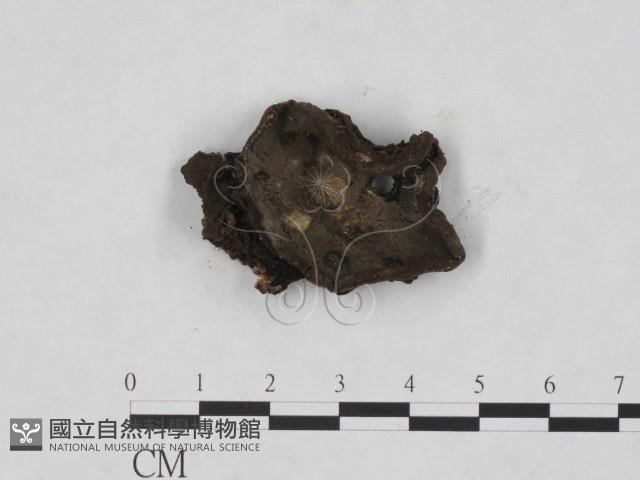 登錄號:F0008301藏品圖，第1張