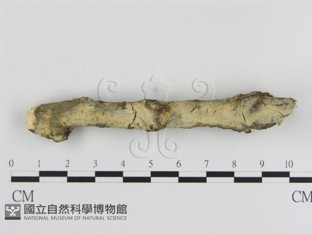 登錄號:F0000301藏品圖，第1張