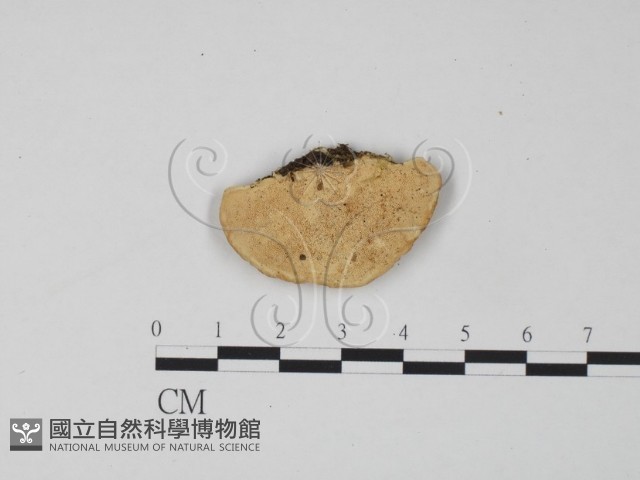 登錄號:F0006301藏品圖，第1張