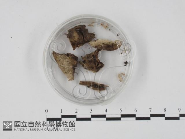 登錄號:F0001301藏品圖，第3張