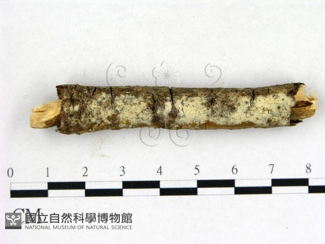 登錄號:F0004301藏品圖，第1張