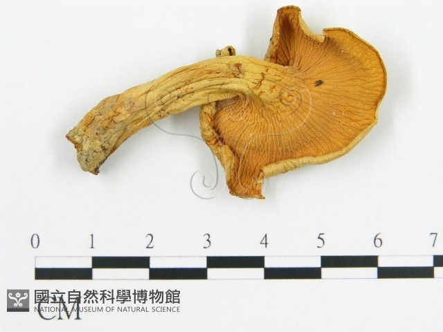 登錄號:F0014301藏品圖，第1張