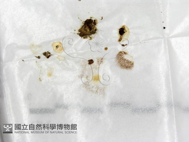 登錄號:F0005301藏品圖，第1張