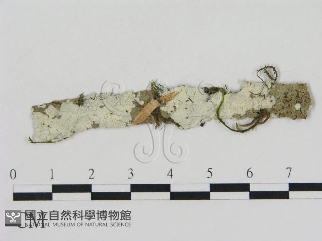 冇骨消絲齒菌藏品圖，第1張
