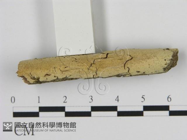 絲齒菌屬藏品圖，第1張