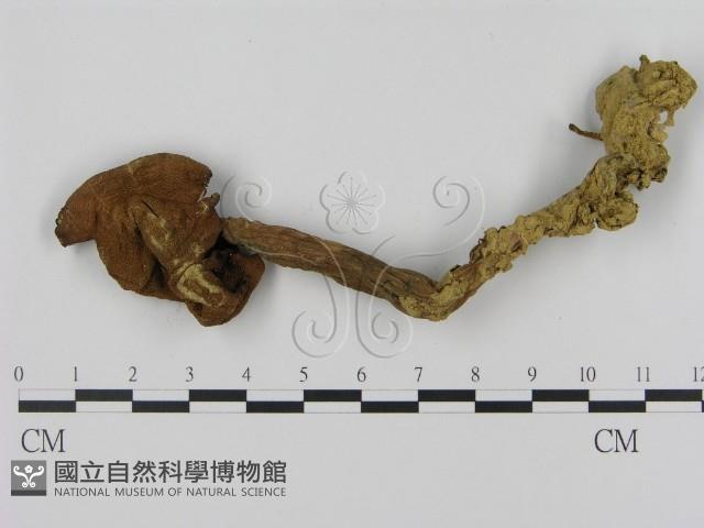 登錄號:F0003301藏品圖，第1張