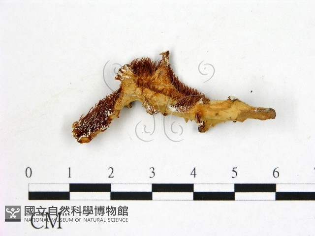 登錄號:F0008211藏品圖，第1張