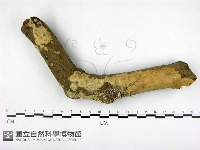登錄號:F0001211藏品圖，第1張