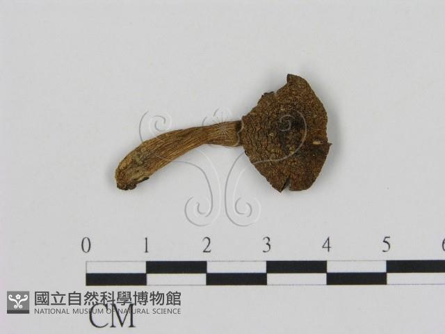 登錄號:F0005211藏品圖，第1張