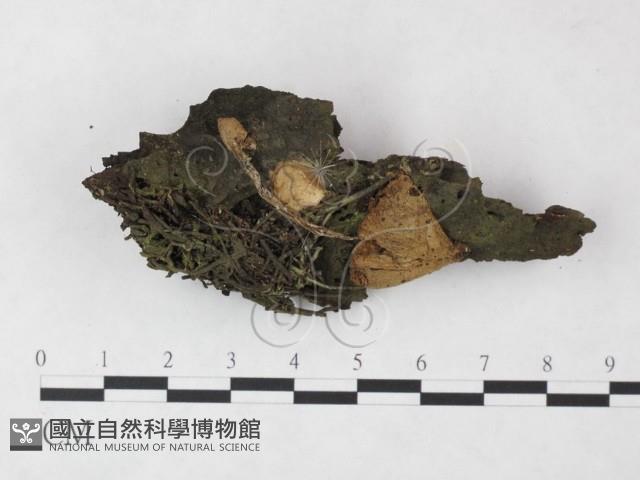 登錄號:F0015211藏品圖，第1張