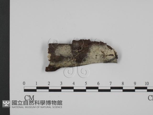 登錄號:F0009211藏品圖，第1張