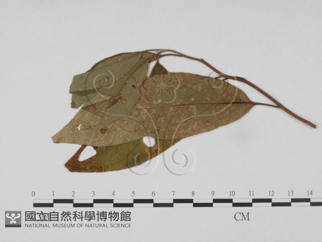 登錄號:F0019211藏品圖，第1張