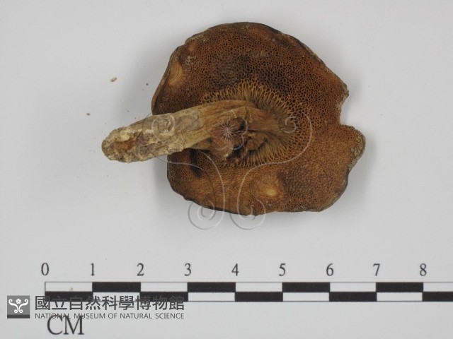 登錄號:F0008411藏品圖，第1張