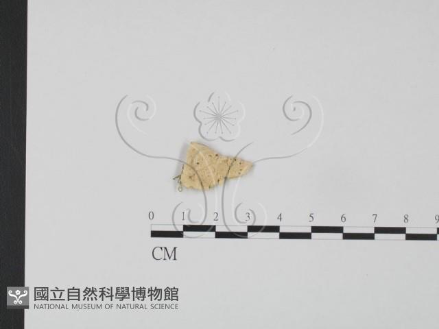 登錄號:F0009511藏品圖，第1張