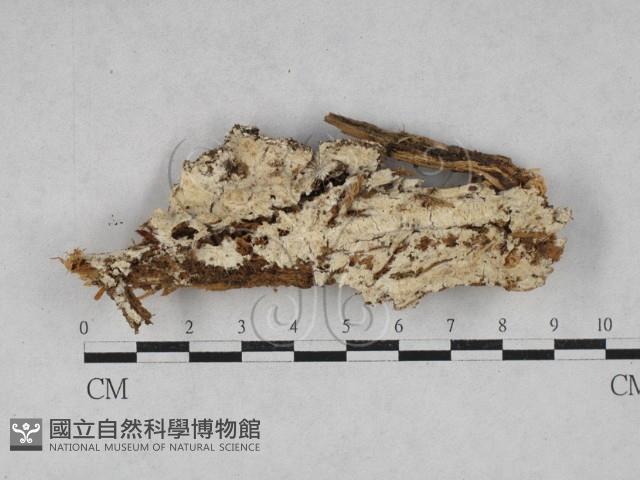 顯絲菌屬藏品圖，第1張