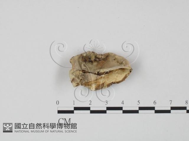 登錄號:F0008111藏品圖，第1張