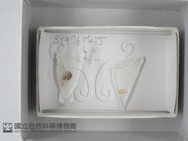 登錄號:F0018111藏品圖，第1張