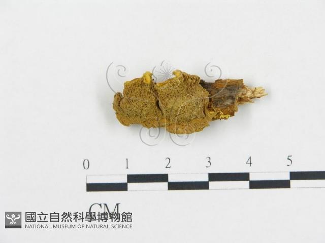 登錄號:F0006111藏品圖，第1張