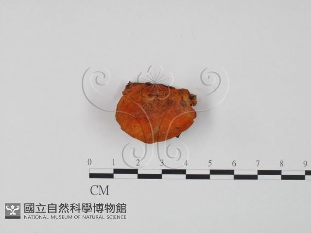 血紅密孔菌藏品圖，第1張