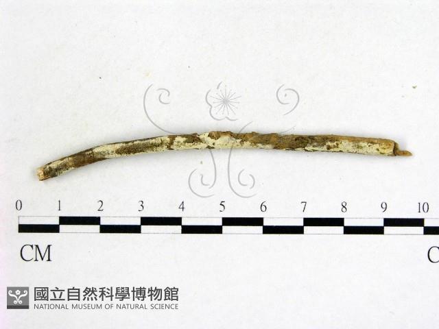登錄號:F0004111藏品圖，第1張
