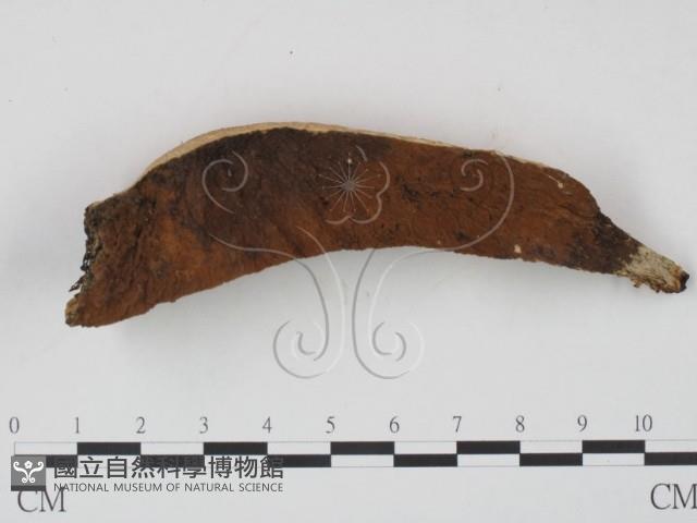 登錄號:F0014111藏品圖，第1張