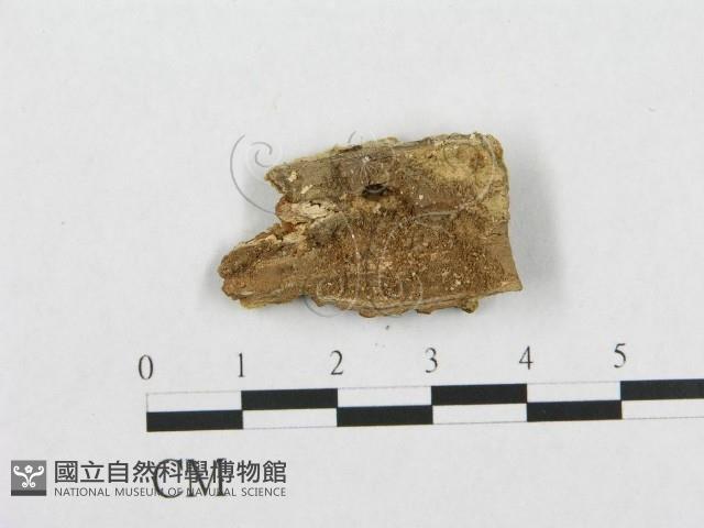 登錄號:F0007111藏品圖，第1張