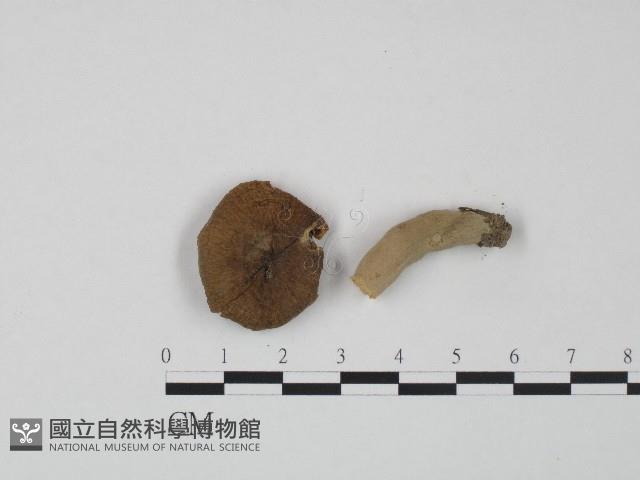 紅菇屬藏品圖，第1張