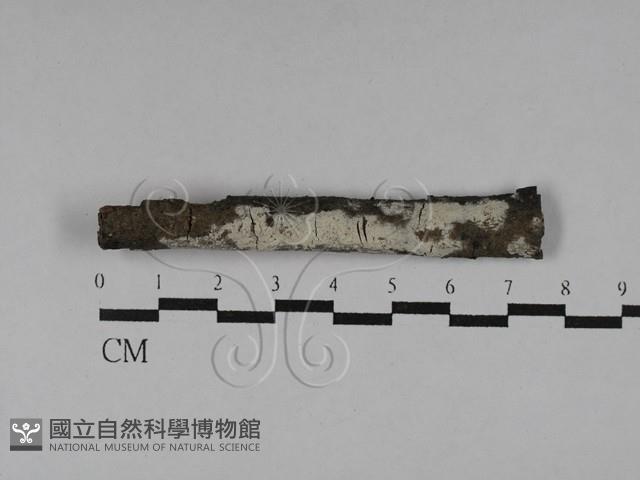 絲齒菌屬藏品圖，第1張