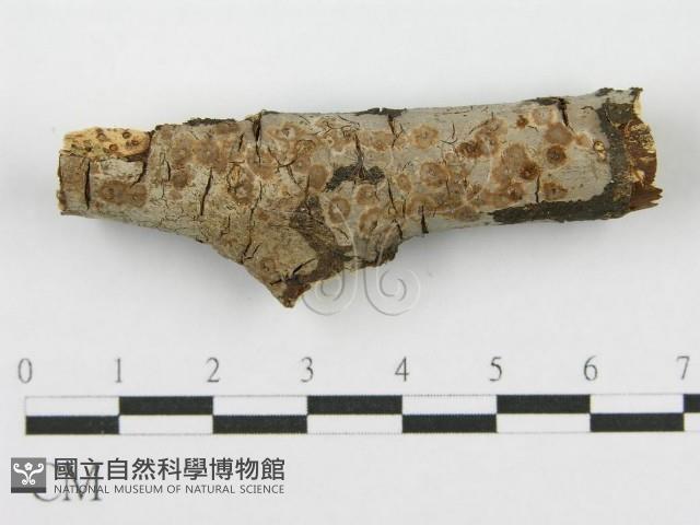 筍殼菌屬藏品圖，第1張