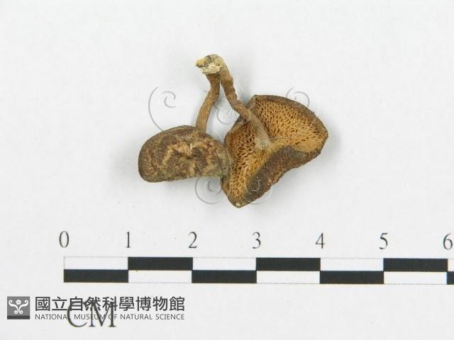 登錄號:F0003111藏品圖，第1張