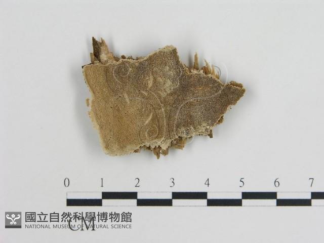 登錄號:F0006011藏品圖，第1張