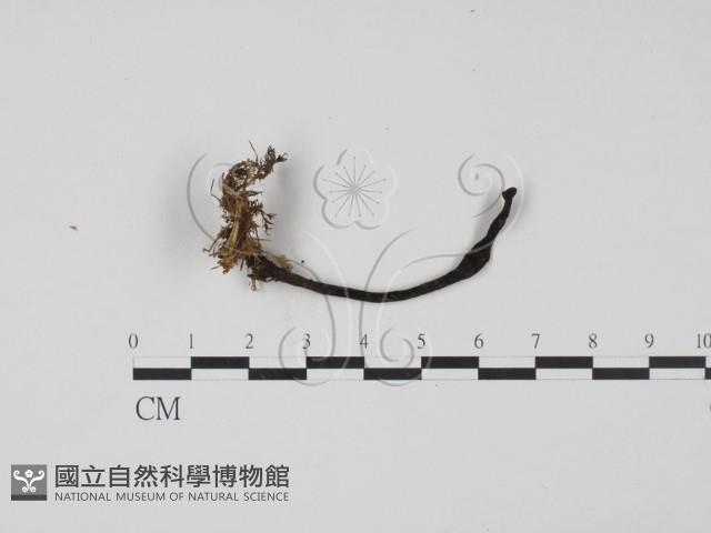 登錄號:F0001011藏品圖，第1張
