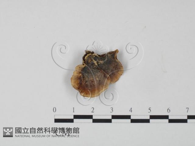 韌革菌屬藏品圖，第1張
