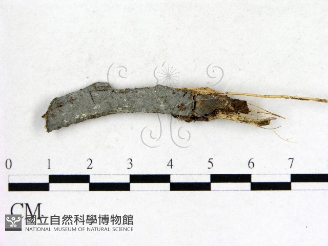 登錄號:F0004011藏品圖，第1張