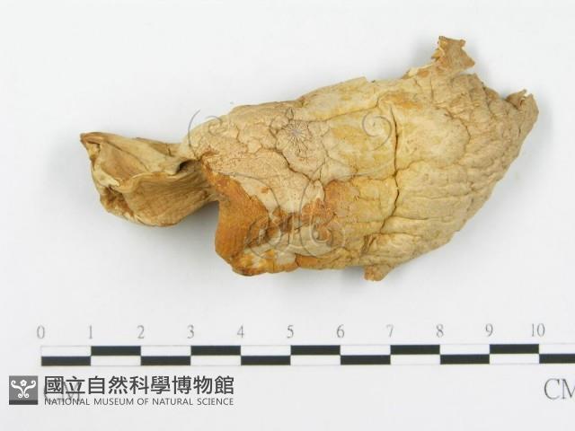 登錄號:F0014011藏品圖，第1張