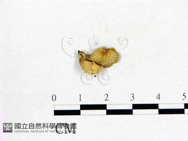 登錄號:F0002011藏品圖，第1張