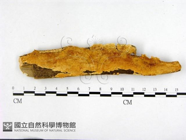 登錄號:F0007011藏品圖，第1張