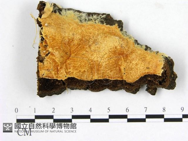 登錄號:F0005011藏品圖，第1張