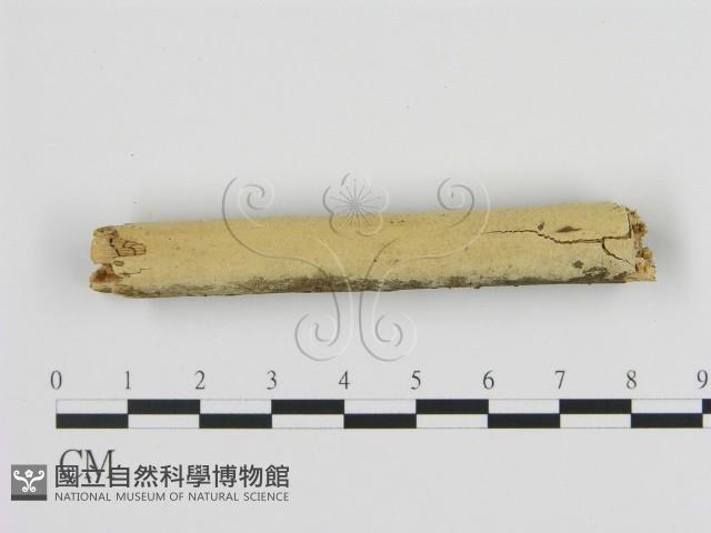 絲齒菌屬藏品圖，第1張