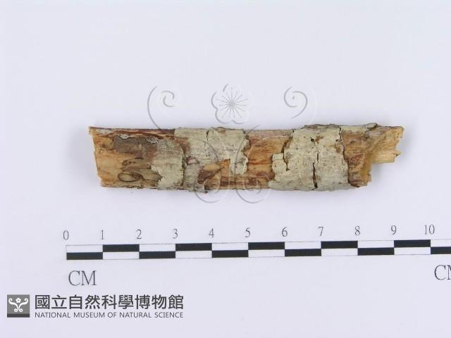登錄號:F0003011藏品圖，第1張