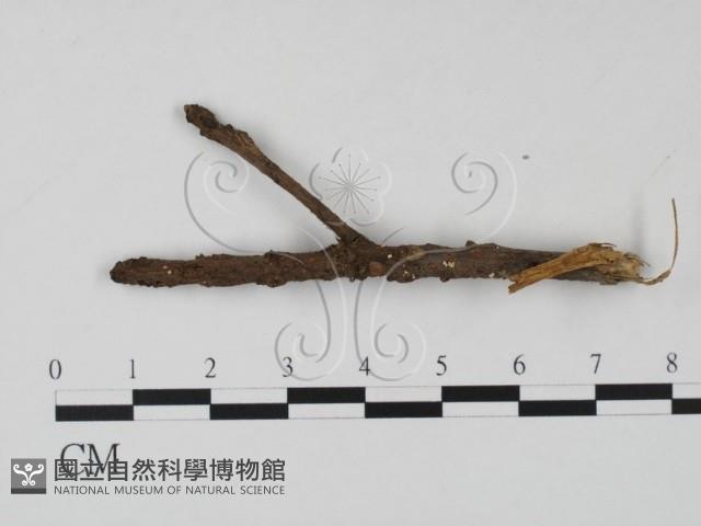 登錄號:F0008311藏品圖，第1張