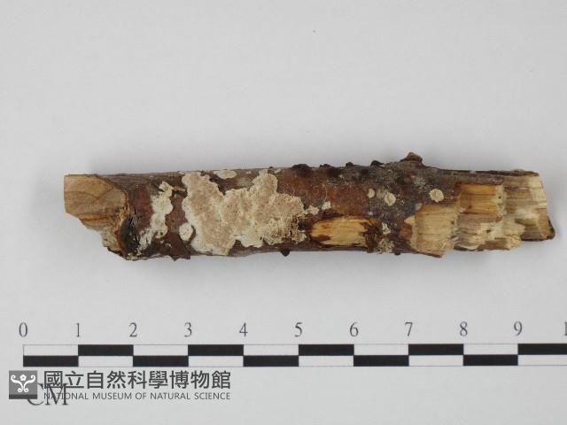 登錄號:F0004311藏品圖，第1張