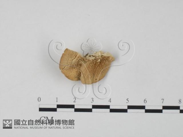 登錄號:F0007311藏品圖，第1張