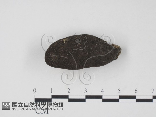 登錄號:F0005311藏品圖，第1張