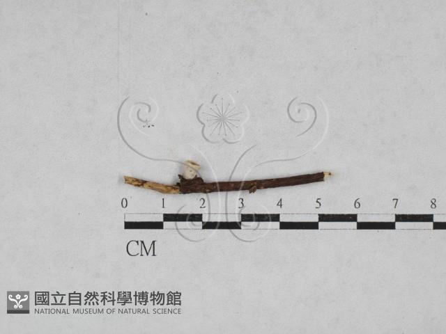 登錄號:F0028291藏品圖，第1張