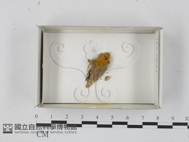 登錄號:F0018291藏品圖，第1張
