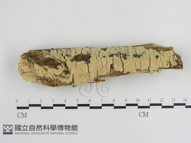 登錄號:F0000291藏品圖，第1張