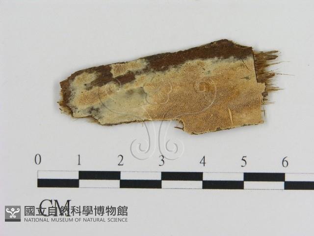 登錄號:F0010291藏品圖，第1張